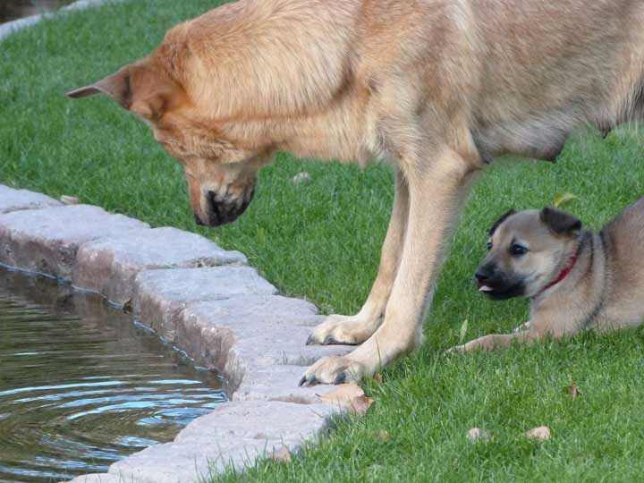 chinook dog